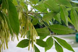 Attēlu rezultāti vaicājumam “Fraxinus pennsylvanica fruit”
