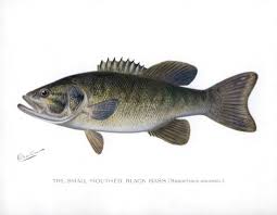 Image result for Micropterus