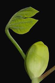 Attēlu rezultāti vaicājumam “Liriodendron tulipifera bud”