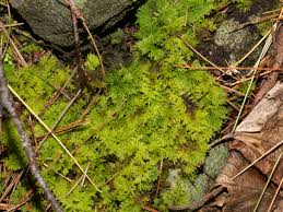 Attēlu rezultāti vaicājumam “Thuidium delicatulum sporophyte”