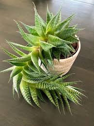 Image result for Haworthia