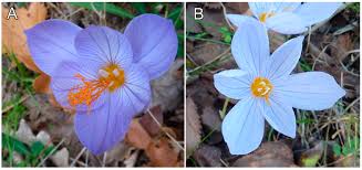 Attēlu rezultāti vaicājumam “Crocus speciosus flower”