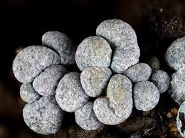 Attēlu rezultāti vaicājumam “Badhamia panicea macro”