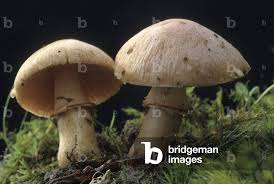 Attēlu rezultāti vaicājumam “Rozites caperata”