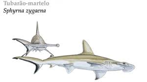 Image result for Sphyrna media