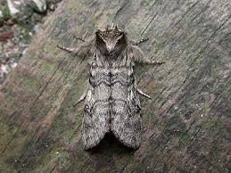 Attēlu rezultāti vaicājumam “Achlya flavicornis”