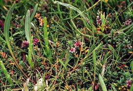 Attēlu rezultāti vaicājumam “Glaux maritima flower”