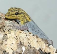 Attēlu rezultāti vaicājumam “Lycogala persicum”