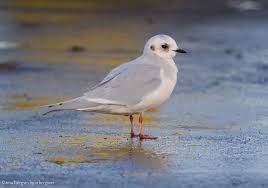 Image result for Rhodostethia rosea