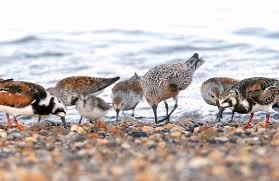 Attēlu rezultāti vaicājumam “Calidris canutus adult”