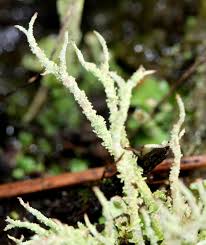 Attēlu rezultāti vaicājumam “Cladonia squamosa”