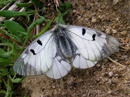 Attēlu rezultāti vaicājumam “Parnassius mnemosyne upperside”