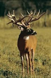 Image result for Big Bucks High Rollers