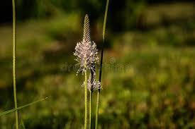 Attēlu rezultāti vaicājumam “Plantago media bud”
