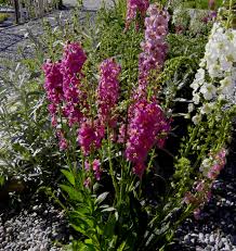 Image result for Königskerzen