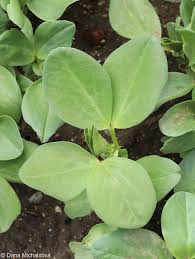 Attēlu rezultāti vaicājumam “Vicia faba leaf”
