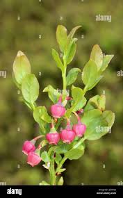 Attēlu rezultāti vaicājumam “Vaccinium myrtillus flower”