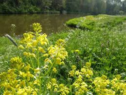 Attēlu rezultāti vaicājumam “Barbarea vulgaris subsp. arcuata”