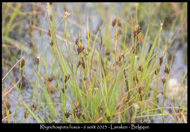 Attēlu rezultāti vaicājumam “Rhynchospora fusca”