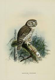 Attēlu rezultāti vaicājumam “Glaucidium passerinum”