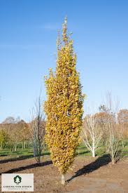 Attēlu rezultāti vaicājumam “Quercus robur Fastigiata”