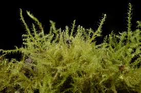 Attēlu rezultāti vaicājumam “Campyliadelphus elodes”