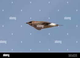 Image result for Glareola maldivarum