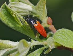 Attēlu rezultāti vaicājumam “Ampedus sp.”