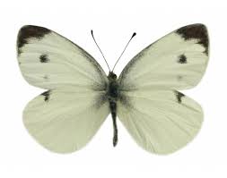 Attēlu rezultāti vaicājumam “Pieris napi male”