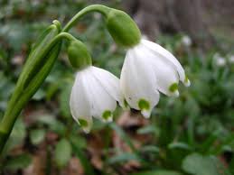 Attēlu rezultāti vaicājumam “Leucojum vernum var. vernum flower”