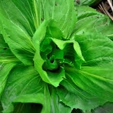 Image result for Zichorie