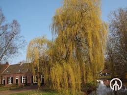 Attēlu rezultāti vaicājumam “Salix x sepulcralis”