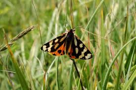 Attēlu rezultāti vaicājumam “Parasemia plantaginis”