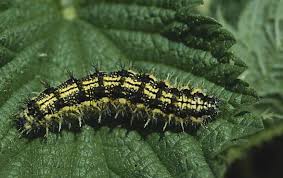 Attēlu rezultāti vaicājumam “Aglais urticae”