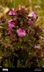 Attēlu rezultāti vaicājumam “Pedicularis palustris leaf”