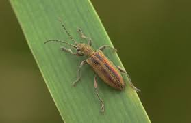 Attēlu rezultāti vaicājumam “Donacia”