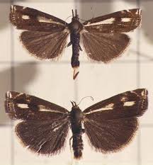 Attēlu rezultāti vaicājumam “Crambus heringiellus”