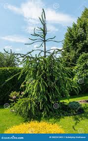 Attēlu rezultāti vaicājumam “Picea abies fo. virgata”