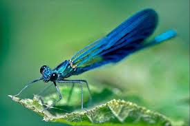 Attēlu rezultāti vaicājumam “Coenagrion puella”