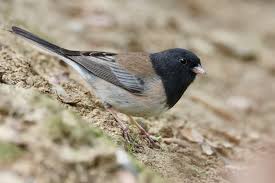 Image result for Junco hyemalis