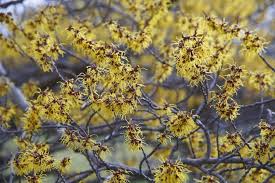 Attēlu rezultāti vaicājumam “Hamamelis mollis”