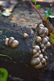 Attēlu rezultāti vaicājumam “Lycogala miserum macro”