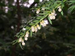 Attēlu rezultāti vaicājumam “Taxus baccata male flower”