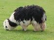 Alpaca - Wikipedia, the free encyclopedia