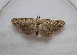 Attēlu rezultāti vaicājumam “Gymnoscelis rufifasciata”