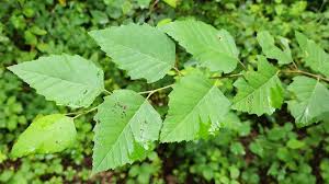 Attēlu rezultāti vaicājumam “Betula humilis leaf”