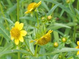 Attēlu rezultāti vaicājumam “Bidens cernua”