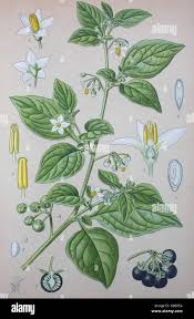 Attēlu rezultāti vaicājumam “Solanum nigrum”