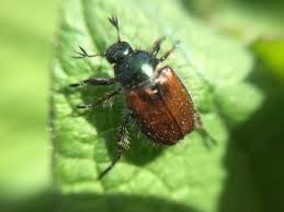 Attēlu rezultāti vaicājumam “Phyllopertha horticola”