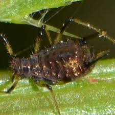 Attēlu rezultāti vaicājumam “Uroleucon hypochoeridis”